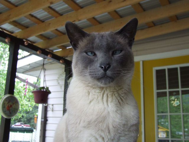 Picture of Siamese cat Buddy