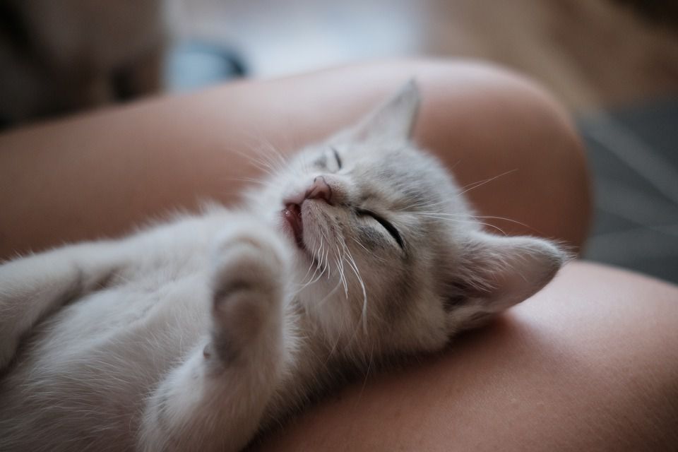 A beautiful Burmilla Kitten