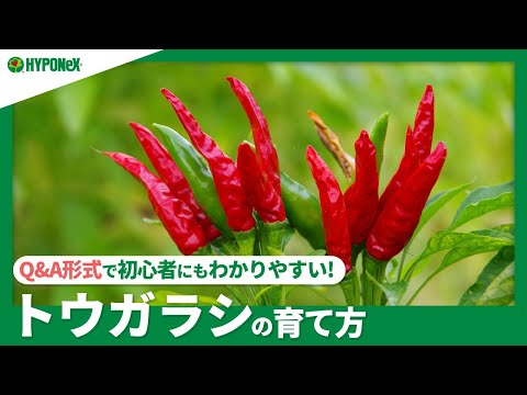 タバスコ唐辛子の育て方と辛さの真実：家庭菜園で成功するコツ