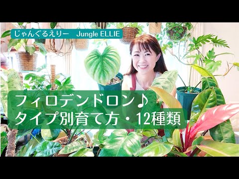 希少なピンクの葉の植物5選｜育て方のコツも紹介