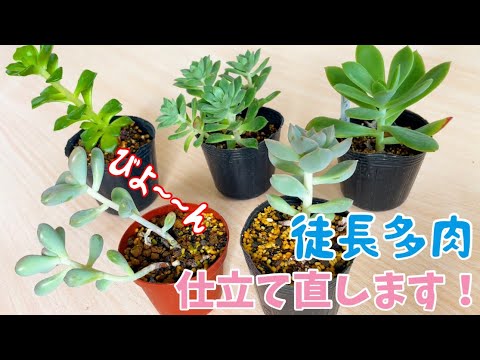 観葉植物が大きくなりすぎた？私が実践した5つの対処法を公開