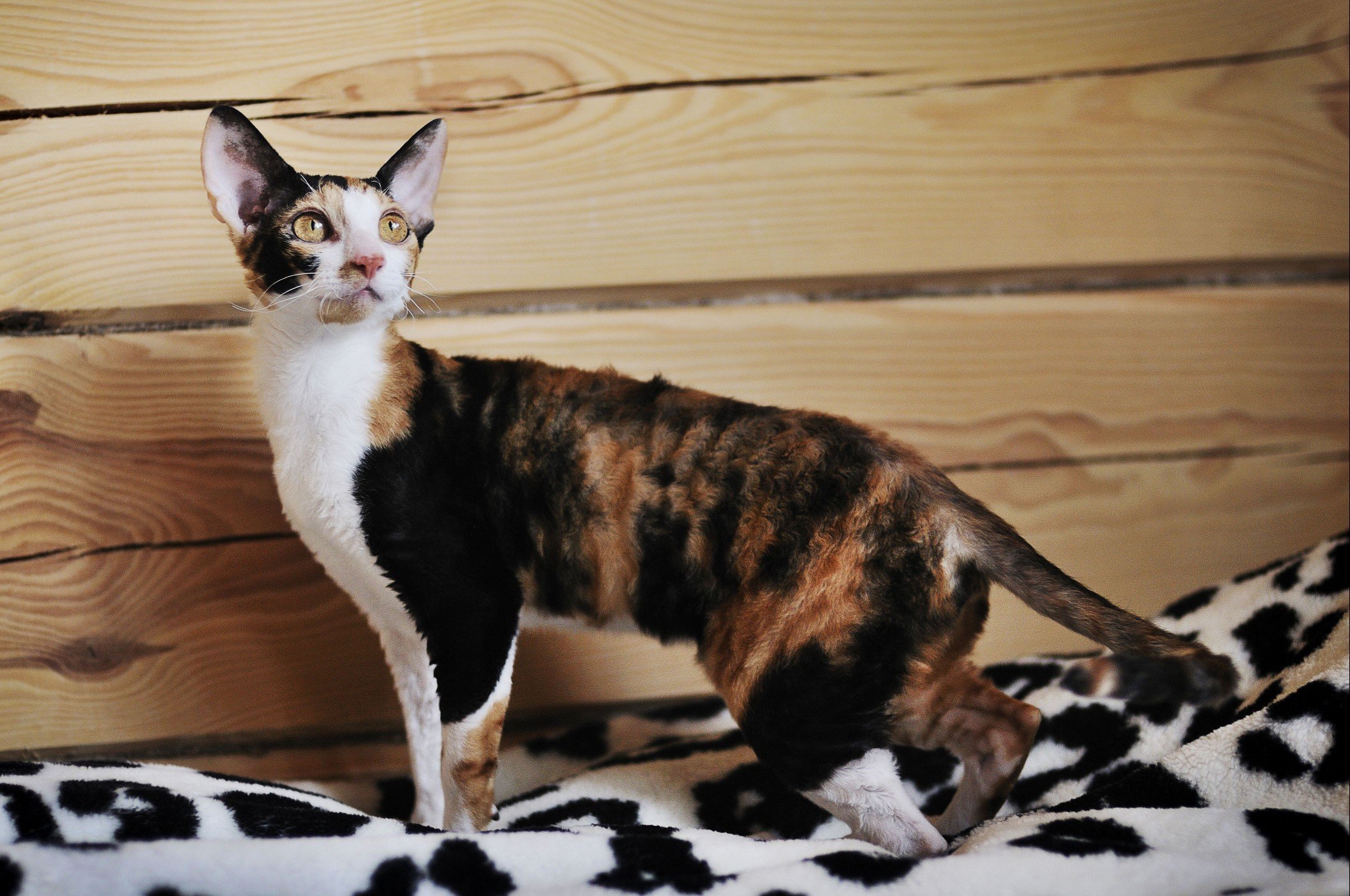 Calico Devon Rex standing against wood wall