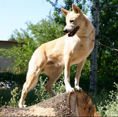 Two Canaan dogs on leash