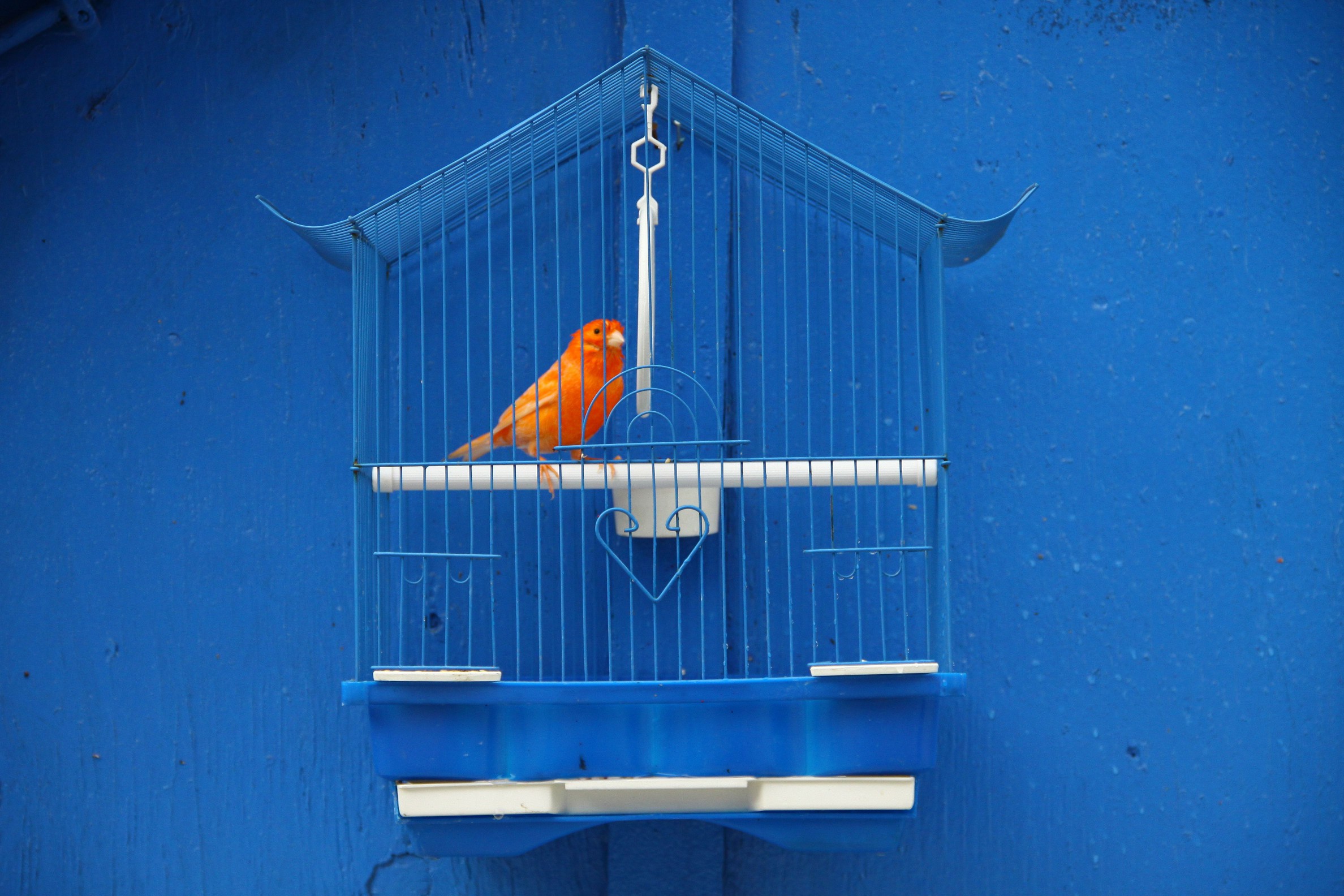 red canary in blue cage against blue wall