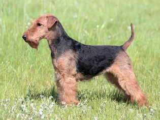 Welsh Terrier: Dog Breed Characteristics & Care