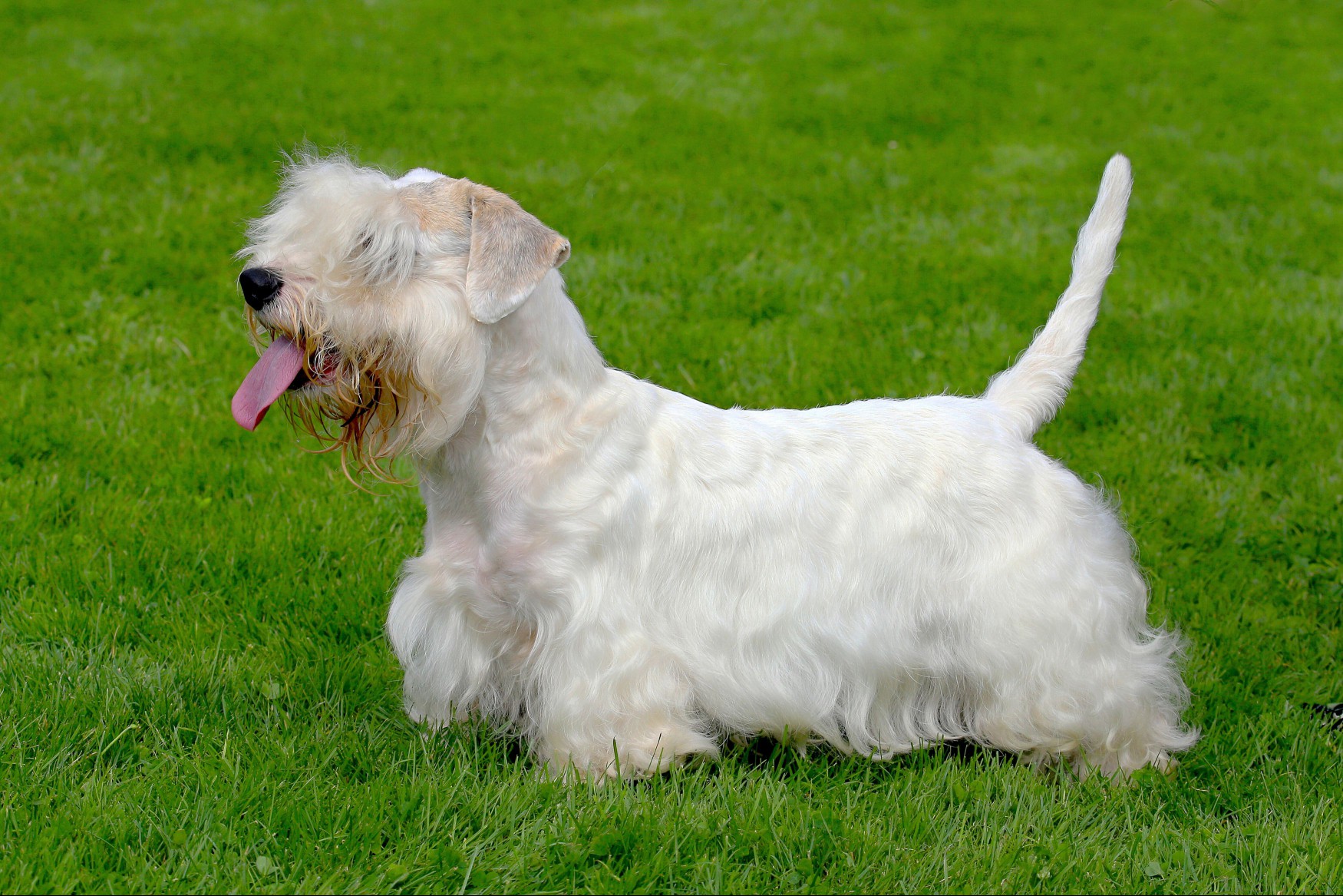 Adult Sealyham Terrier