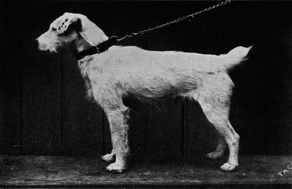 Historical black and white picture of fox terrier
