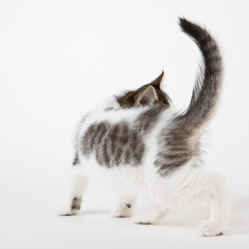 Cat with raised tail