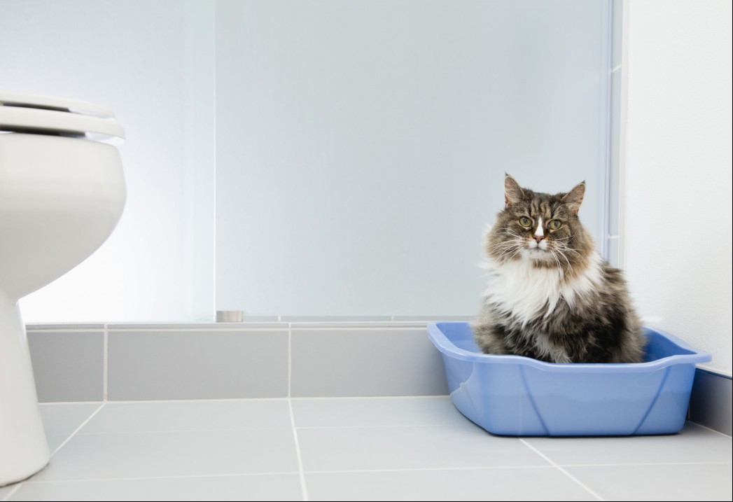 Cat sitting in a blue litter box in a bathroom.
