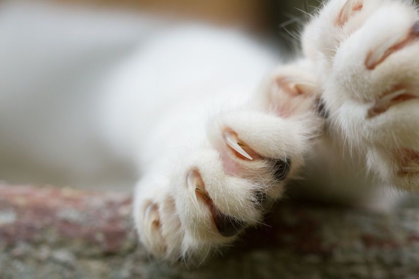 Close-up of two cat paws