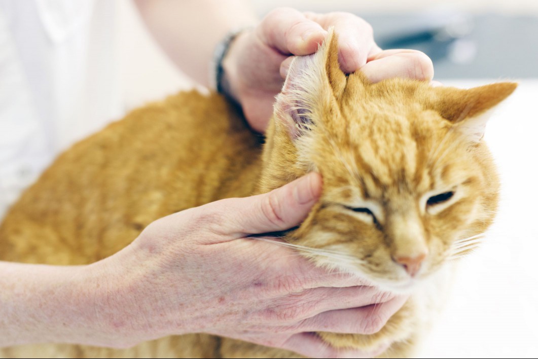 Cat Ear Exam