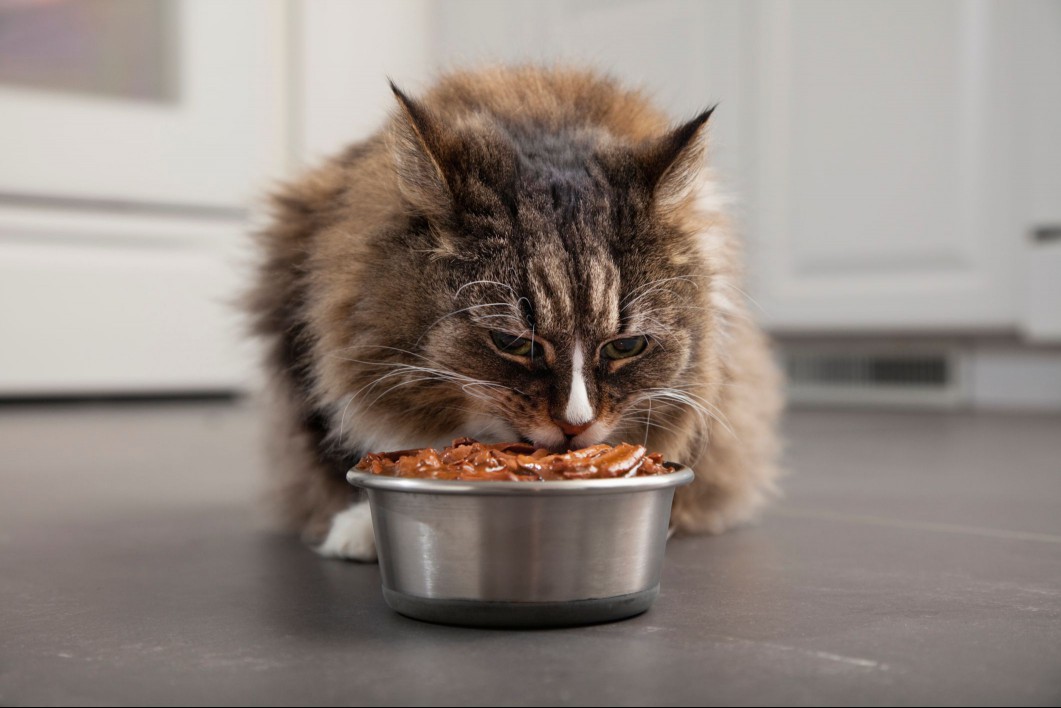 Cat eating from a food bowl.