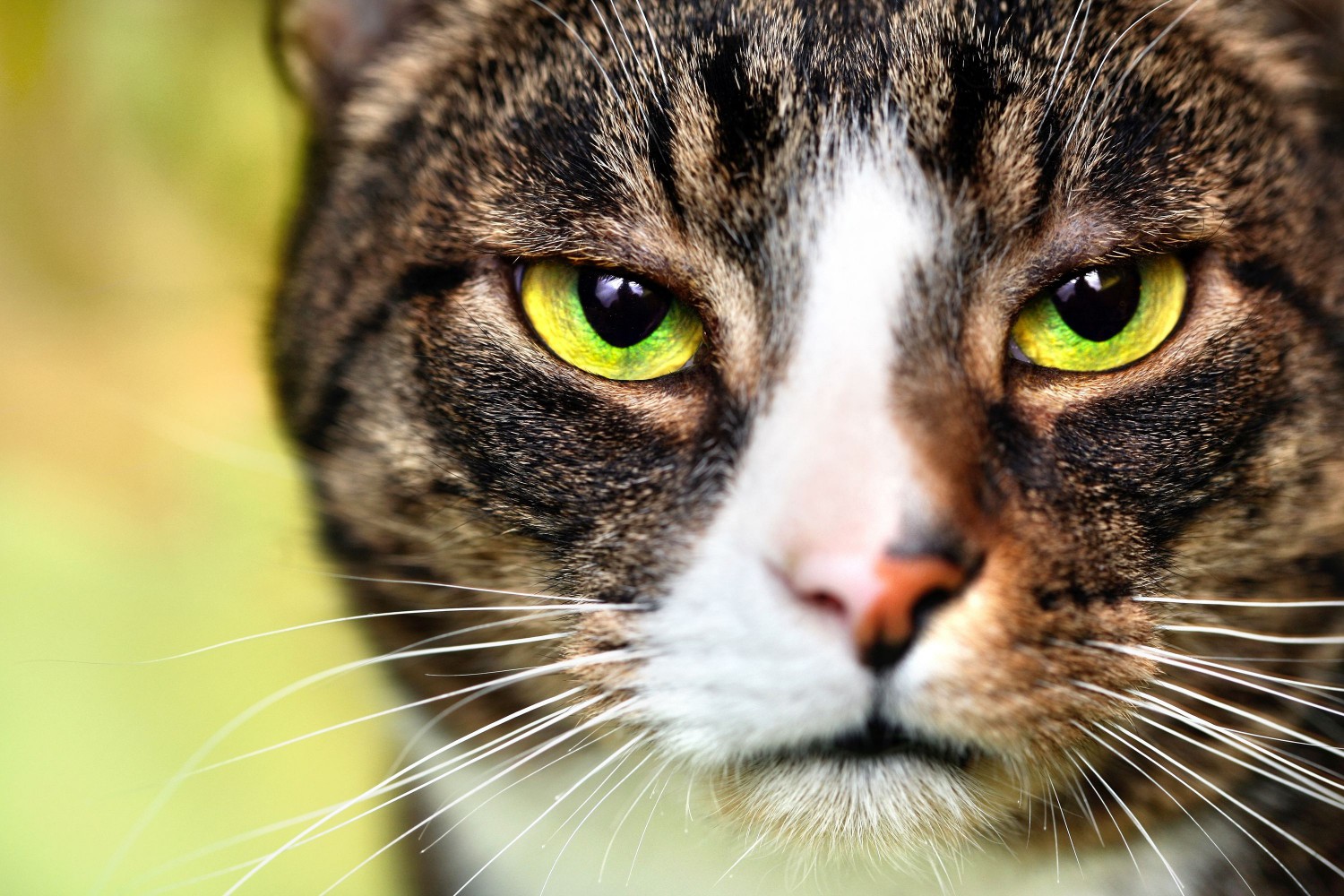 Close-up of cat's eyes