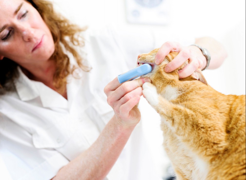 Veterinarian cleaning a cat&#39;s teeth.