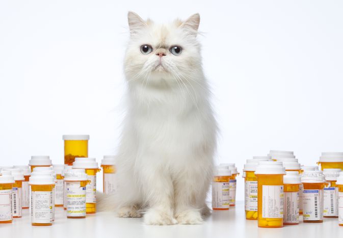 Using Pimobendan (Vetmedin) for Cats with Heart Failure
