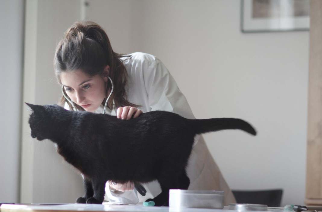 Cat getting a vet exam