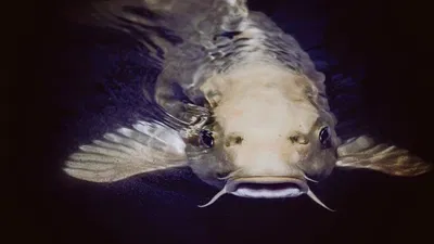 Catfishing Scams Target Lonely Hearts. Learn How to Protect Yourself from It