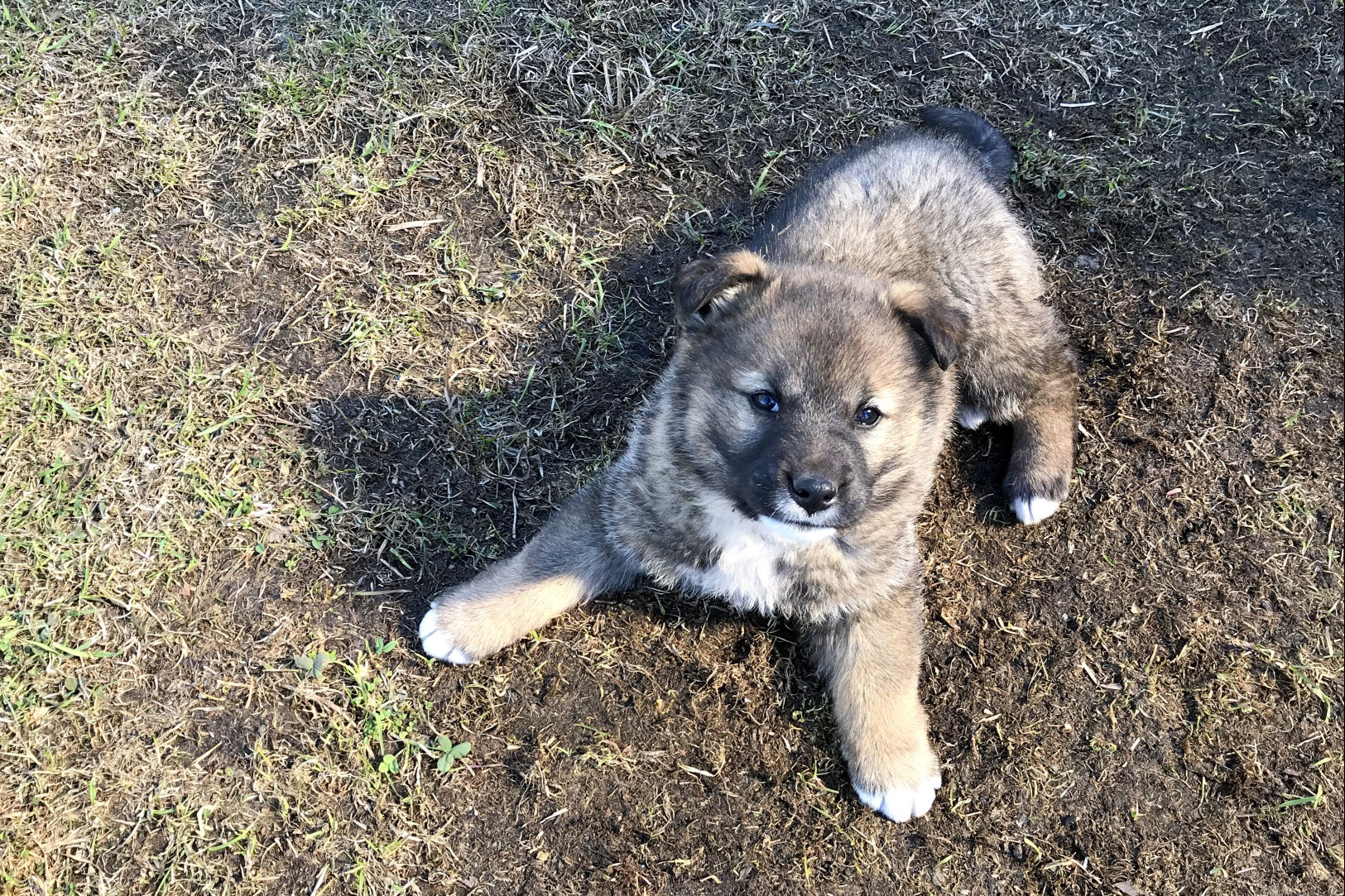 Caucasian shepherd puppy