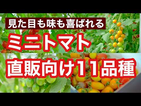 南部で育つトマト品種5選！暑さに強い品種を選ぶコツ