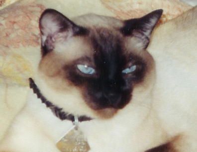 Photo of Siamese cat chance