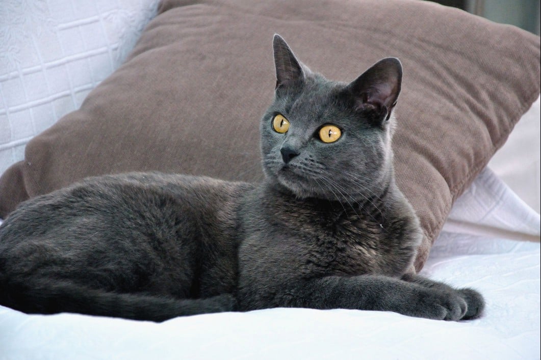 Chartreux cat lying next to pillow with alert expression