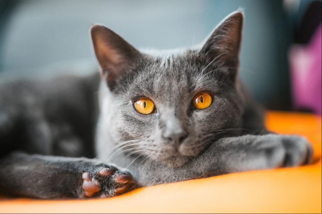 Chartreux cat close-up