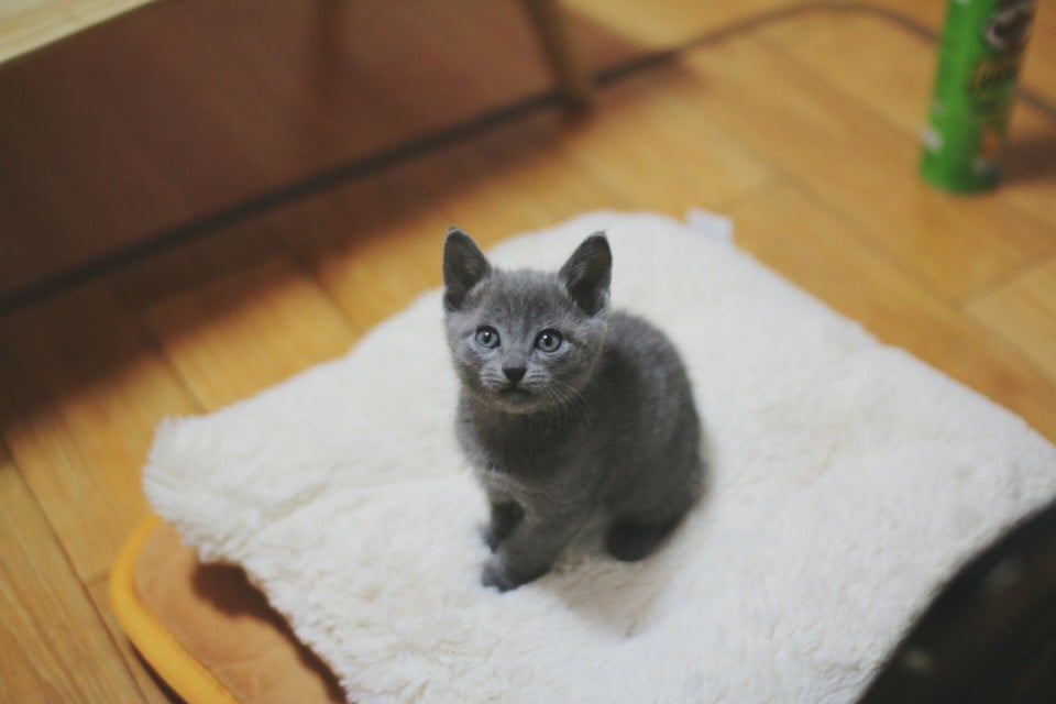 Gray Chartreux kitten on pillow