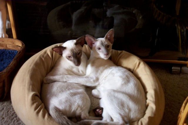 Picture of Siamese cat Chat and Chan