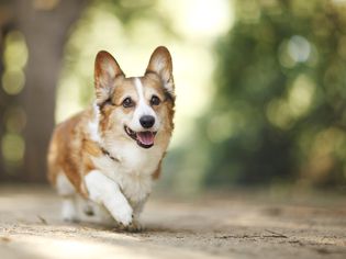 Degenerative Myelopathy in Dogs