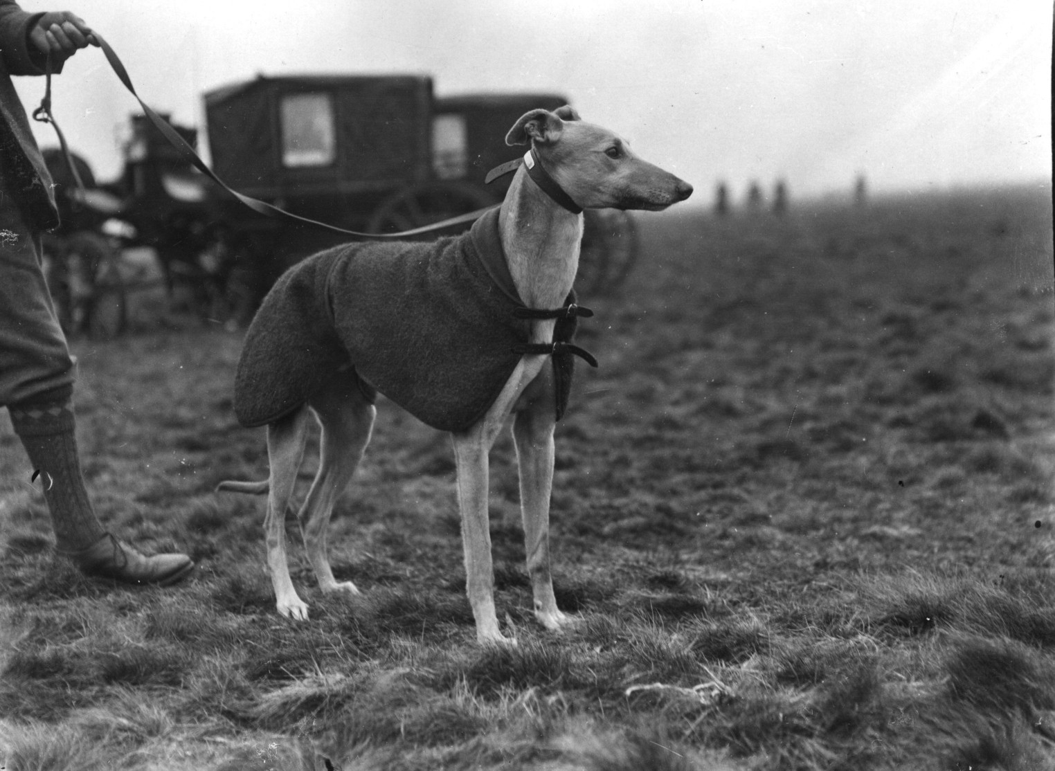 Coursing greyhound