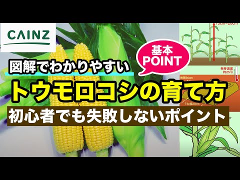 コーン芯から3日で芽が出る？子どもと楽しむ水耕栽培の方法