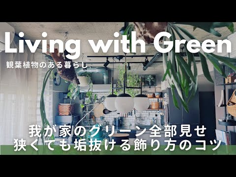 キッチン観葉植物おすすめ10選！失敗しない選び方と育て方のコツ