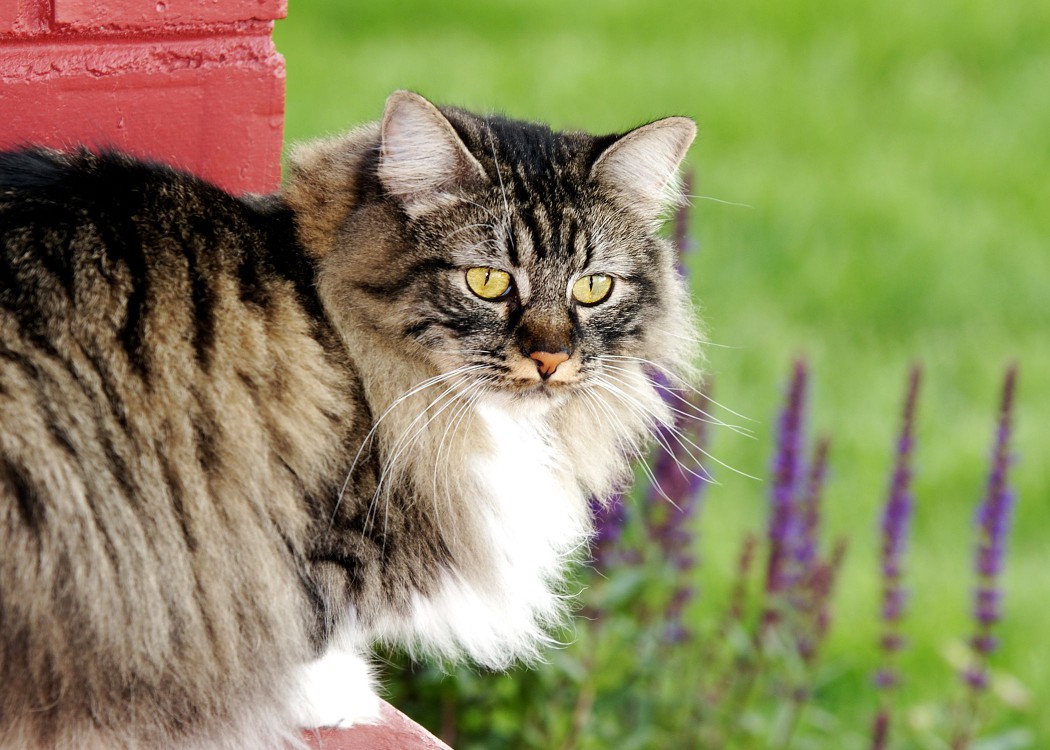 Cymric cat (longhaired Manx)