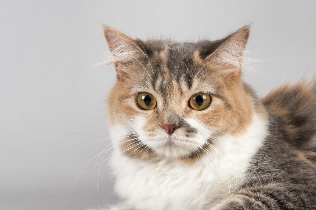 Calico Cymric (longhaired Manx)