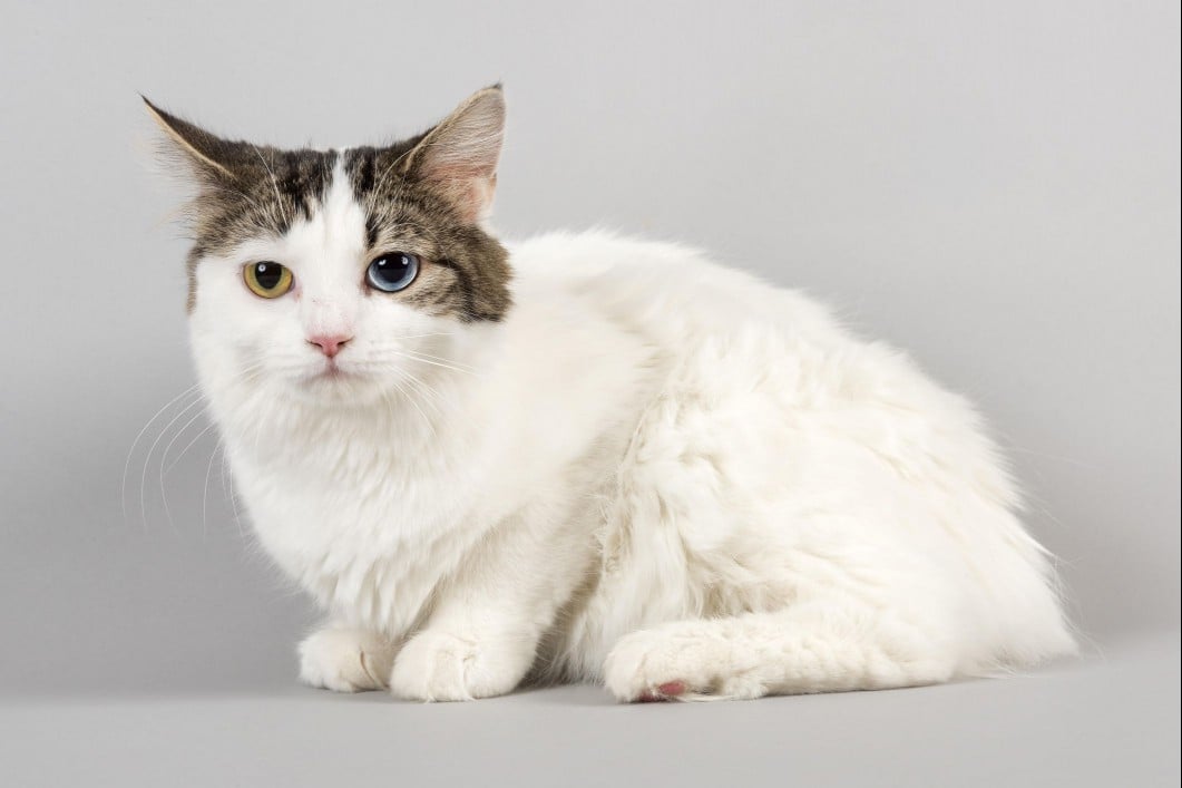 Cymric cat (longhaired Manx)