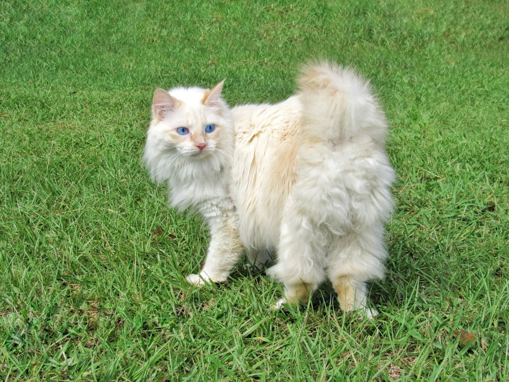 Cymric cat outside