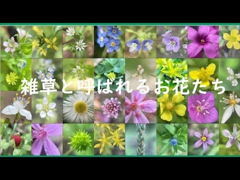 庭の紫色の雑草、見分け方と駆除のコツを実体験から解説