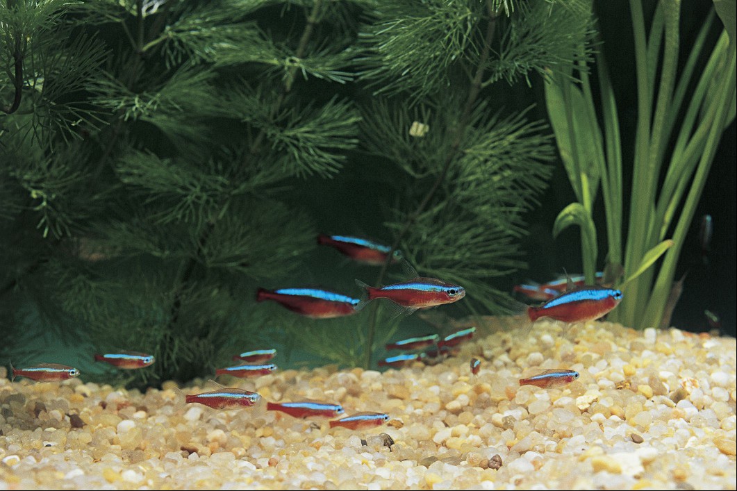 Cardinal tetra fish