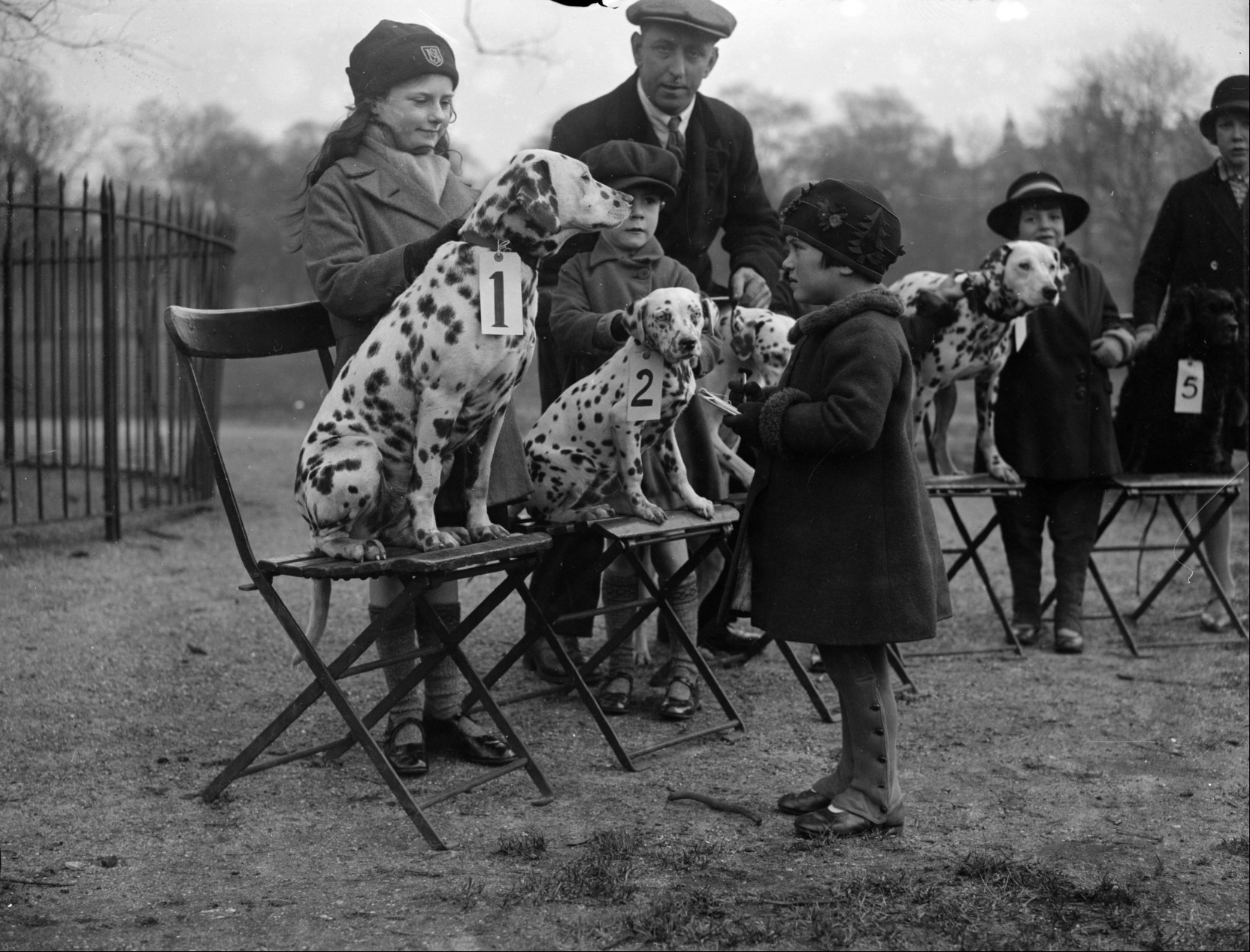 Dalmatian dog show