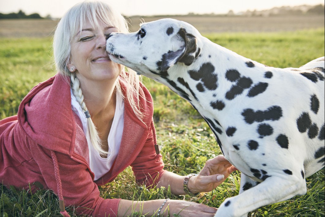 Dalmatian kissing woman