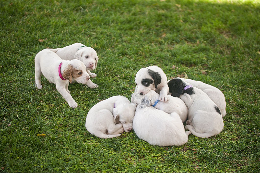 Dalmatian puppies