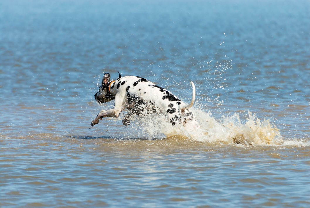 Dalmatian running into water