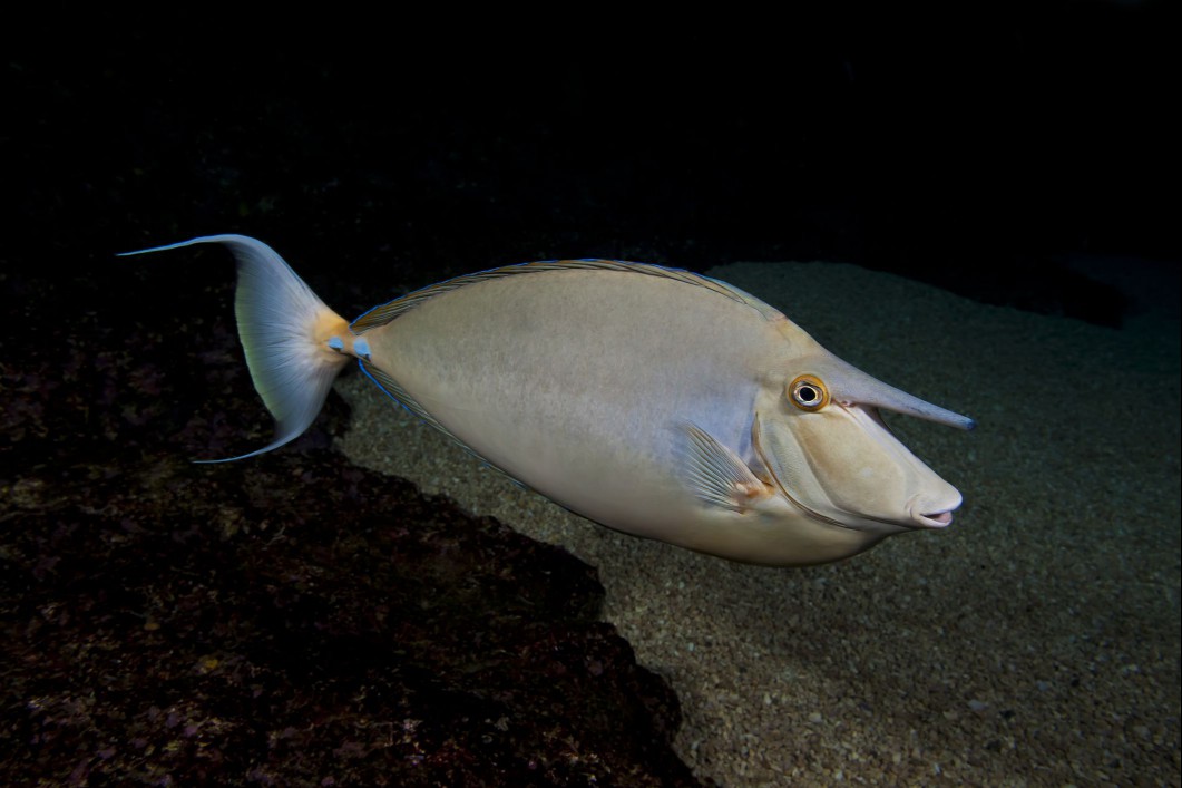 Unicorn fish
