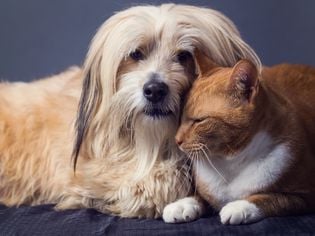 Using Phenobarbital to Treat Cats for Seizures