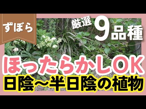 半日陰・半日向の地被植物おすすめ7選と失敗しない選び方のコツ