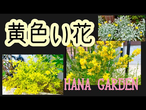 黄色い花の咲く低木9選：庭に春の太陽を届ける種類と育て方のコツ