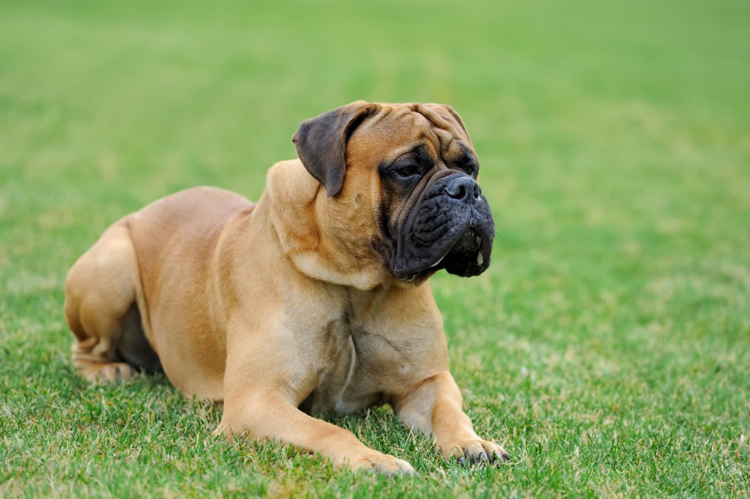 English mastiff