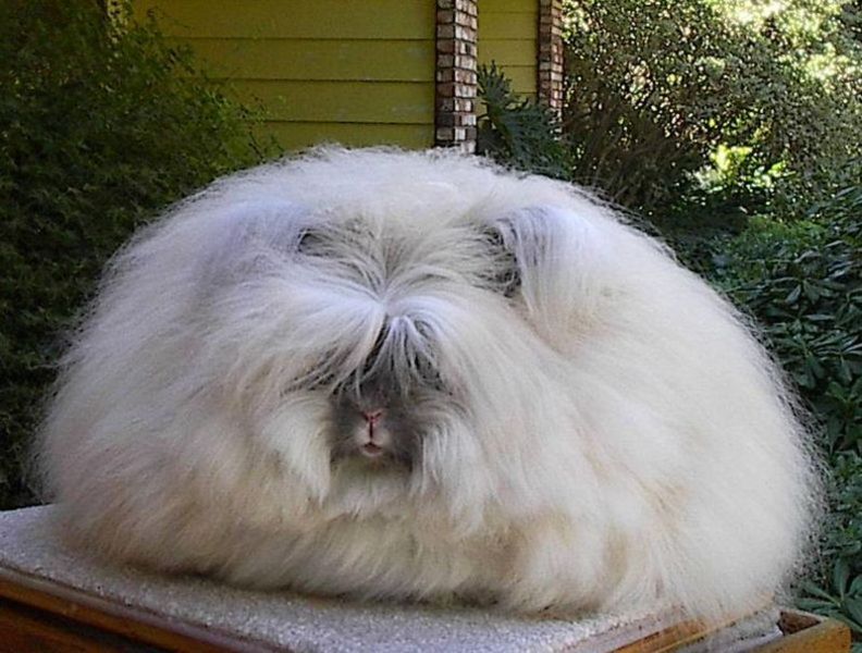Fluffy English angora rabbit sitting on a table.