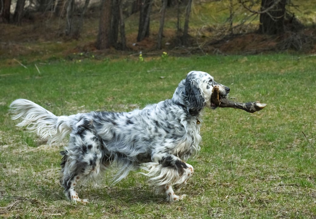 English setter carrying a stick