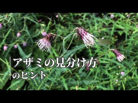 アザミの種類と見分け方！庭の侵略的雑草を駆除する方法